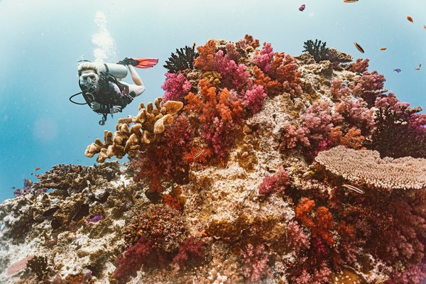 Quels sont les meilleurs spots pour la plongée sous-marine dans les îles de la mer Rouge, Égypte : équipements et saisons ?